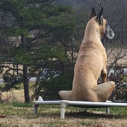 Great Danes from CAB Danes