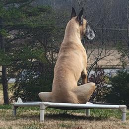 Great Danes from CAB Danes