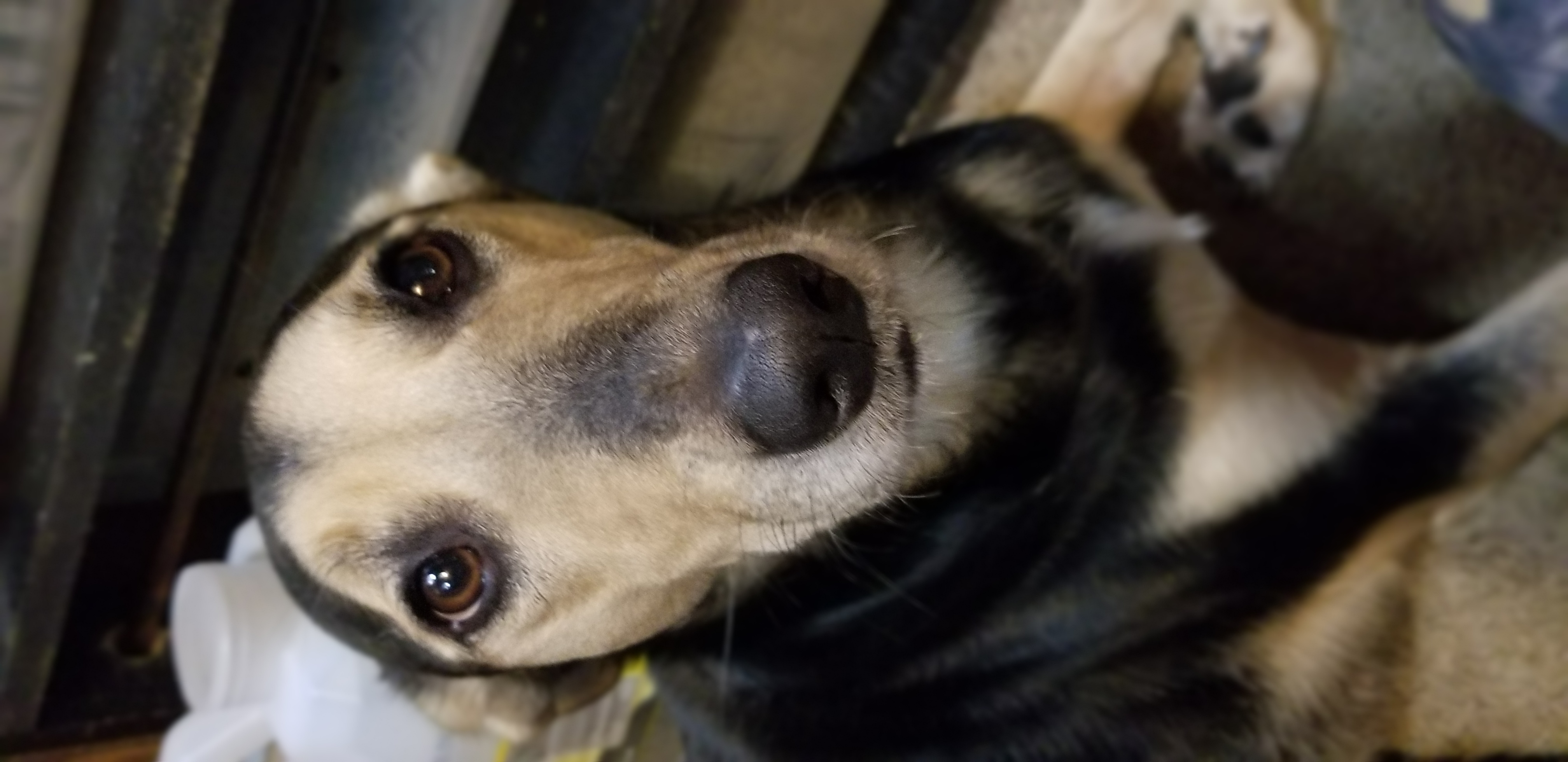 Athena - Nord Wachhund