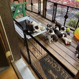 Bearded Collie Puppies from Aberlour Bearded Collies