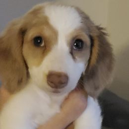 Dachshunds from Hotdog Habit of Las Vegas