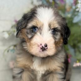 Zero - Tri-color male Bernedoodle puppy in Yuciapa, California from AlltheDoodlez_