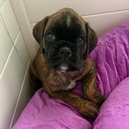 Miss Purple - Brindle female Boxer puppy in Sultan, Washington from Aphrodite Boxers Von Kesler Haus