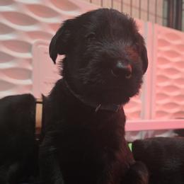 Ember-Baby Blue Collar - Black female Giant Schnauzer puppy in Bessemer, Alabama from The Copper Cottage Canines