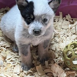Girl 4 - Blue female Australian Cattle Dog puppy in Norton, Ohio from Australian Cattle Dog Company