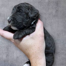 Maple - Brown and white female Aussiedoodle puppy in Clarkston, Washington from Aussiedoodle palace