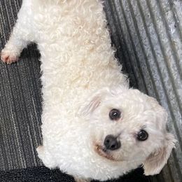 Fifi - Bichon Frise