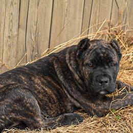 Cane Corso Puppies from Willow Creek Cane Corsos