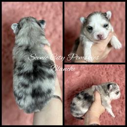 Blanche - Merle female Pomsky puppy in Rossville, Georgia from Scenic City Pomskies