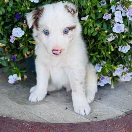 Boy 1 - blue collar - red merle - Red merle male Border Collie puppy in Minden, Iowa from Rocking N Registered Border Collies & Labradors