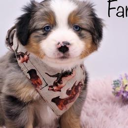 Miniature American Shepherds and Miniature Australian Shepherds from Chris Creek Ranch