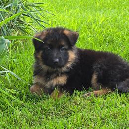 Girl 4 (Pink) - Black and red female German Shepherd puppy in Sumner, Iowa from Vom Wilke Kennels