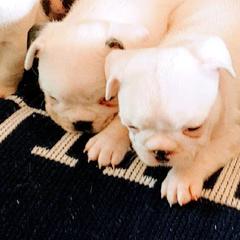 French Bulldogs from Groomingdales