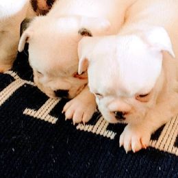 French Bulldogs from Groomingdales