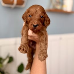 Pumpkin - Red  male Goldendoodle puppy in Las Vegas, Nevada from Dose of Doodles