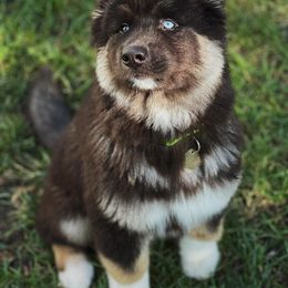 Siberian Husky Puppies from The Land Siberians