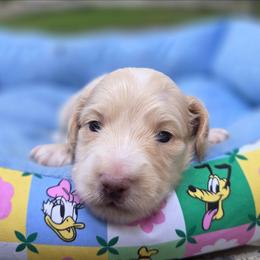 Bruiser - Piebald male Dachshund puppy in Lady Lake, Florida from K Rae's Dachshunds