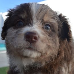 Miniature Australian Shepherd Puppies from Battleborn Aussies and Bengals