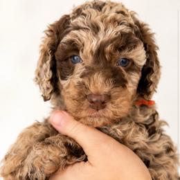 Orange collar - Merle female Goldendoodle puppy in Christiana, Tennessee from Rechlicz Family Doodles
