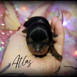 Boy 2 - Black and tan male Yorkshire Terrier puppy in Warren, Michigan from Danielle's Yorkie & Shih Tzu Babies