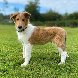 Dale - Sable merle and white male Collie puppy in St Augustine, Florida from Saltwater Collies LLC