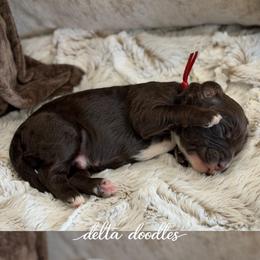 Red collar - Chocolate male Labradoodle puppy in Clovis, California from Delta Doodless