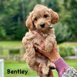 Black Boy - Parti male Goldendoodle puppy in Kitsap County, Washington from Amazing Grace Doodles