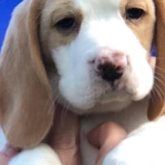 Beagles and Harriers from WolfRun Beagles