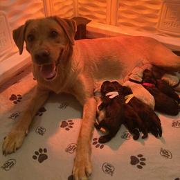 Girl 1 - Black female Labrador Retriever puppy in Newaygo, Michigan from Royal Oak Gundogs