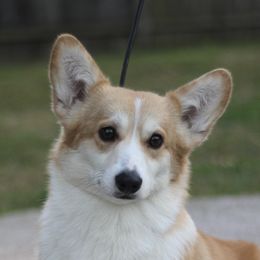 Lina - Pembroke Welsh Corgi