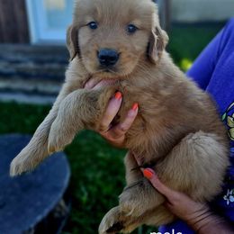 Golden Retriever Puppies from Great Golden Breeding