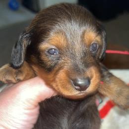 Tiggs - Red male Dachshund puppy in Harrison, Arkansas from Dachshunds on the Hill