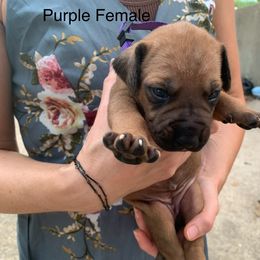 Girl 2. - Wheaten female Rhodesian Ridgeback puppy in Mayfield, Kentucky from Ridgeback Farm