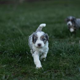 Bernedoodle Puppies from Autumn Vanskiver