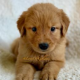 Big Red - Dark golden male Golden Retriever puppy in La Verne, California from 4LoveofGoldens