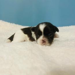 Rose - Chocolate female Shih Tzu puppy in Hawthorne, Florida from Simply Southern Shihtzus