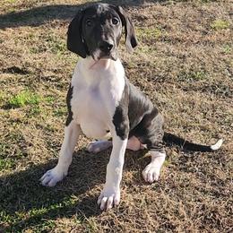 Vega - Mantle female Great Dane puppy in Walker, Louisiana from La Rebel Danes