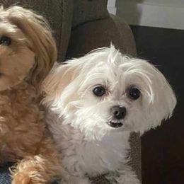 Maltese, Maltipoos, and Poodles from C&Js Tiny Toys