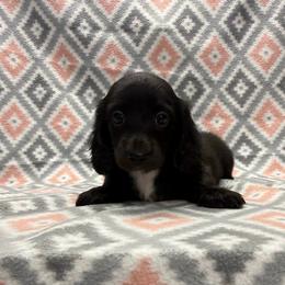 BOY 1 - Black male Dachshund puppy in Hoover, Alabama from Tide Town Doxies