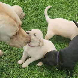 Labrador Retrievers from Huebbe's Labradors
