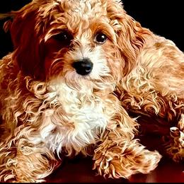 Maple - Cavapoo