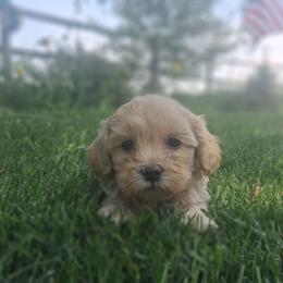 Vanilla - Cream male Goldendoodle puppy in Montrose, Colorado from Gnomies Furry Friends