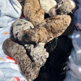 Poodle puppies from Paws & Kisses