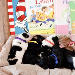 Bernedoodle and Goldendoodle Puppies from Gold Diamond Pup