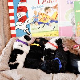 Bernedoodle and Goldendoodle Puppies from Gold Diamond Pup