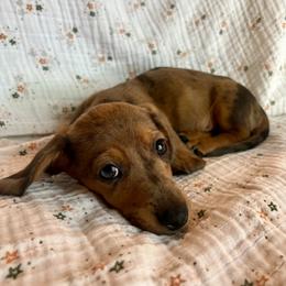 Hershey - Dapple male Dachshund puppy in Mountain Home, Arkansas from The Teacup Homestead Miniature Dachshunds
