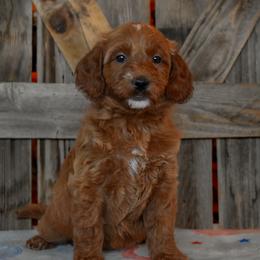 Female 3 of 3 - Apricot female Goldendoodle puppy in Macedon, New York from Toodles Goldendoodles