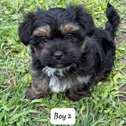 Morkie Boy 2 - Black and gold male Morkie puppy in Summerville, South Carolina from Our Yorkie and Morkie Puppies of Summerville, South Carolina.