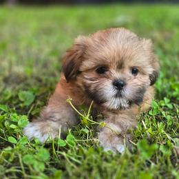 Doc - Red and tan male Shih Tzu puppy in Cabot, Arkansas from Borderland's Kennel