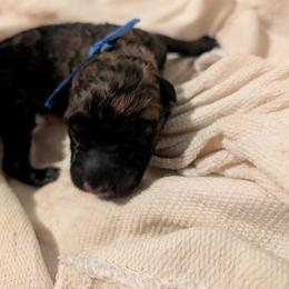 Boy 1 - Gold brindle male Dutch Shepherd puppy in Battle Ground, Washington from van Horushuis Dutch Shepherds